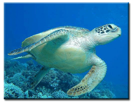 Sea Turtles 3 (m)